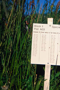 Jena experiment 60-species plot